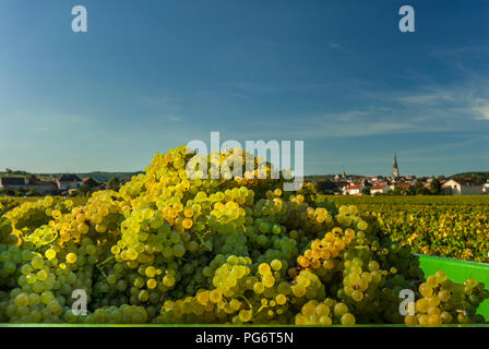 LA RÉCOLTE DE RAISINS DE MEURSAULT a récolté des raisins de Chardonnay dans la commune de Château appellation vignoble M Gauffroy avec le village de Meursault derrière la Côte d'Or, en France Banque D'Images