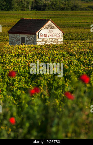 LES GENEVRIERES vendangeurs stone refuge dans les Genevrières vineyard coquelicots en premier plan. Meursault, Bourgogne Côte d'Or, France. Banque D'Images