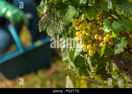 Romanée-Conti 'Le Montrachet Grand Cru' RDC vignoble, vendangeuse et tas de raisins chardonnay mûr, Chassagne-Montrachet Côte d'Or France Banque D'Images