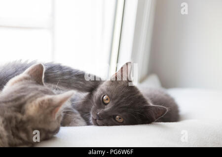 British shorthair chatons allongés sur rebord de fenêtre Banque D'Images