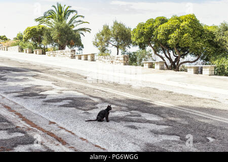 Grèce, black cat sitting on road Banque D'Images