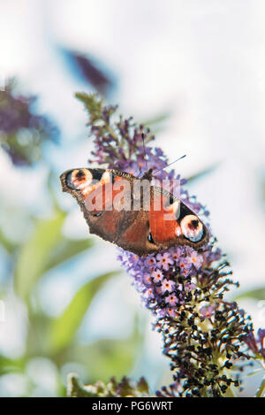 Papillon paon sur un buddleja flower Banque D'Images