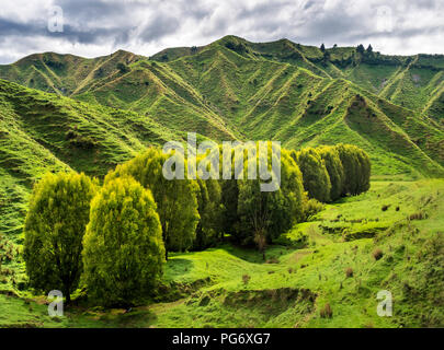 Nouvelle Zélande, île du Nord, Manawatu-Wanganui Région, paysage Banque D'Images