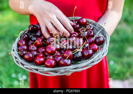 Girl holding panier de cerises, close-up Banque D'Images