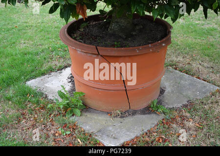 Très grand pot en terre cuite, brisée par les racines d'une plante dans une grande maison de campagne anglaise dans le Nottinghamshire. Banque D'Images