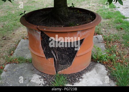 Très grand pot en terre cuite, brisée par les racines d'une plante dans une grande maison de campagne anglaise dans le Nottinghamshire. Banque D'Images