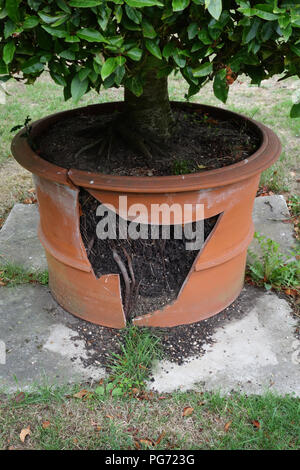 Très grand pot en terre cuite, brisée par les racines d'une plante dans une grande maison de campagne anglaise dans le Nottinghamshire. Banque D'Images