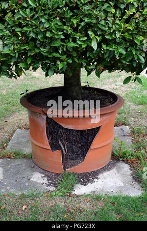 Très grand pot en terre cuite, brisée par les racines d'une plante dans une grande maison de campagne anglaise dans le Nottinghamshire. Banque D'Images