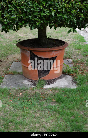 Très grand pot en terre cuite, brisée par les racines d'une plante dans une grande maison de campagne anglaise dans le Nottinghamshire. Banque D'Images