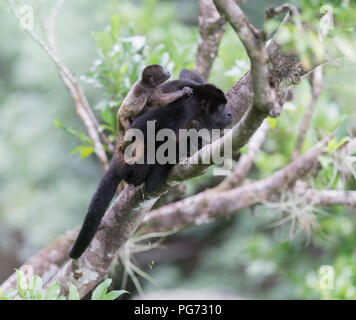 Singe hurleur dans la famille d'arbres Banque D'Images