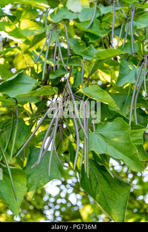 Catalpa bignonioides Catalpa tree ou arbre de haricots indiens Banque D'Images