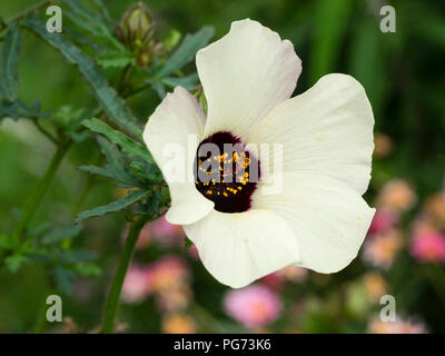 Dark eyed white bloom de la fleur de l'Hibiscus trionum, heure, une offre d'une vivace cultivée comme annuelle d'été Banque D'Images