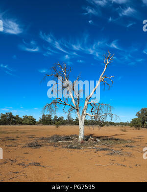 Arbre mort, ciel bleu et nuages vaporeux dans l'outback australien Banque D'Images