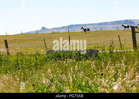 Horsed,Pâturage dans un ranch du Montana, USA Banque D'Images