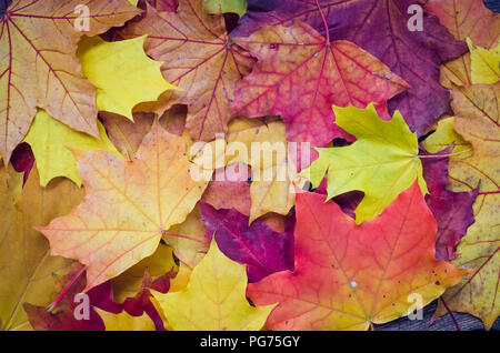 Texture de fond de l'automne avec des feuilles d'érable de l'automne. Thanksgiving vacances d'automne background concept. Texture avec les feuilles d'automne. Copier l'espace. À Banque D'Images