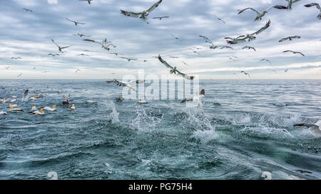 Fou de Bassan (Morus bassanus), Feeding Frenzy Banque D'Images