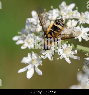 Downland villa bee fly (Villa cingulata) se nourrissent de la berce commune (Heracleum sphondylium) fleurs dans une prairie de craie pré, Wiltshire, Royaume-Uni, juillet. Banque D'Images