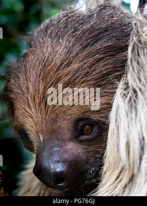 Deux-toed sloth, Artis zoo Royal, Amsterdam, Pays-Bas Banque D'Images