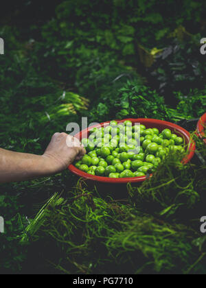 Portrait de femme tenant bassin en plastique vert avec tkemali prunes au marché géorgien Banque D'Images
