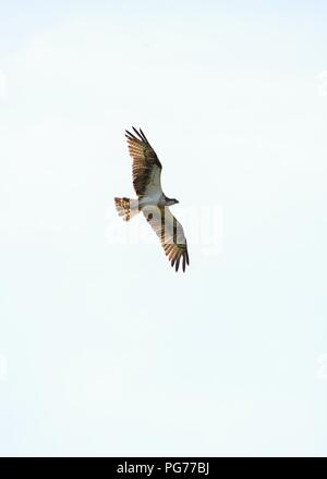 Un western osprey (Pandion haliaetus) planeur passage en Ecosse, Royaume-Uni, Europe Banque D'Images