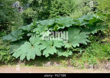 Le Gunnera manicata rhubarbe géante du Brésil ou plante vivace herbacée formant une touffe poussant sur l'île d'Arran, Ecosse, Royaume-Uni Banque D'Images