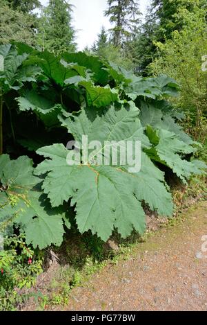 Le Gunnera manicata rhubarbe géante du Brésil ou plante vivace herbacée formant une touffe poussant sur l'île d'Arran, Ecosse, Royaume-Uni Banque D'Images