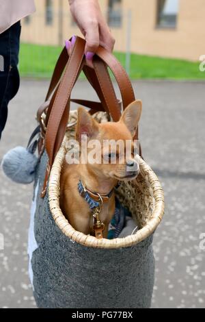 Une femme portant un chihuahua - Chien Chiwawa dans un panier en raphia Banque D'Images