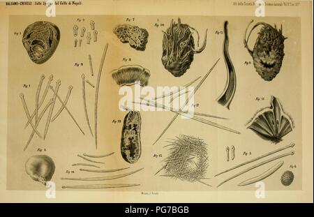 Atti della Società italiana di Scienze naturali Banque D'Images