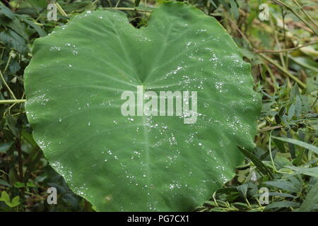 Belle vue sur la nature pour les amoureux de la nature goutte dans les feuilles .saison des pluies-best view Banque D'Images