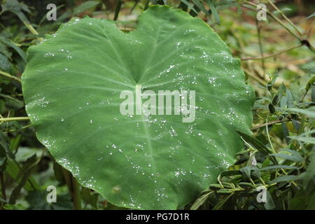 Belle vue sur la nature pour les amoureux de la nature goutte dans les feuilles .saison des pluies-best view Banque D'Images