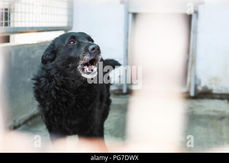 Chien dans un refuge pour animaux en attente de quelqu'un pour les adopter. Banque D'Images