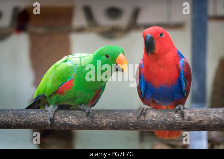 Couple de perruche vert rouge Alexandrine Parakeet perroquets oiseaux percheurs à wood branch dans la jungle. Banque D'Images