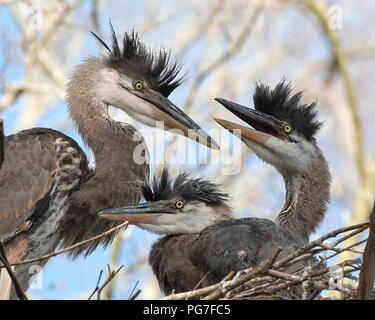 Les bébés oiseaux heron bleu sur le nid avec un arrière-plan flou avec une vue de profil dans leur environnement en attente d'être des animaux. Banque D'Images