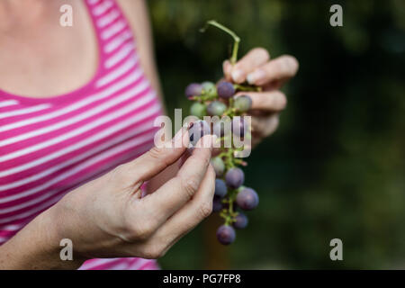 Raisins savoureux dans a woman's hand. Fruits mûrs directement de la brousse. Période de l'été. Banque D'Images