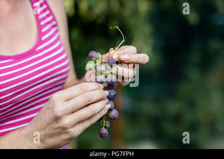 Raisins savoureux dans a woman's hand. Fruits mûrs directement de la brousse. Période de l'été. Banque D'Images