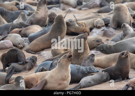 Grand nombre de phoques le mensonge et assis sur une plage de sable avec rochers, Côte des Squelettes, en Namibie Banque D'Images