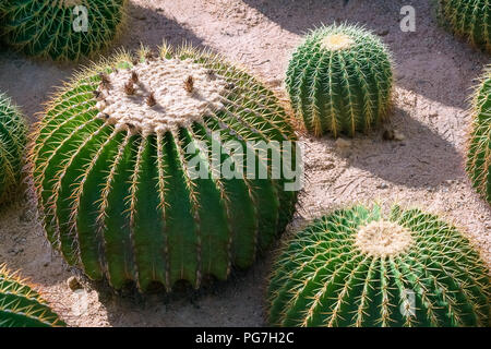 Le beau groupe des grands cactus vert planté dans un jardin désert botanique avec lumière du soleil du soir. Banque D'Images