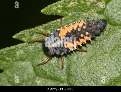 Stade précoce (stade larvaire) d'une coccinelle à sept taches (Coccinella septempunctata) Banque D'Images
