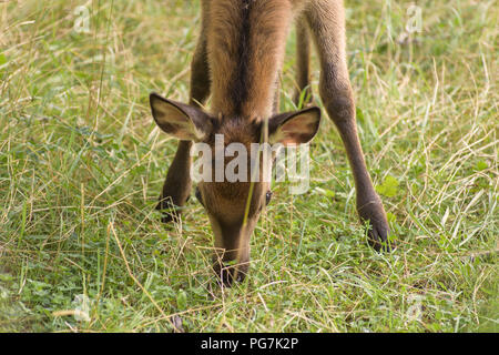 Vivre en liberté cerfs Parc National des Abruzzes Banque D'Images