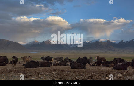 Les yacks en face de la grande plage du Pamir Afghan, Kara Jilga, Tadjikistan Banque D'Images