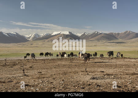 Les yacks en face de la grande plage du Pamir Afghan, Kara Jilga, Tadjikistan Banque D'Images