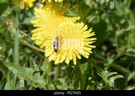 Gros plan du seul abeille sur pissenlit fleur jaune Banque D'Images