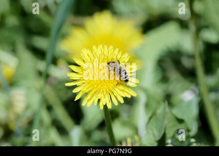 Gros plan du seul abeille sur pissenlit fleur jaune Banque D'Images