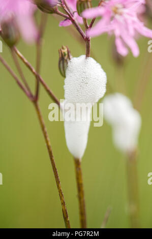 Close up of Cuckoo crachent sur Ragged Robin flower Banque D'Images