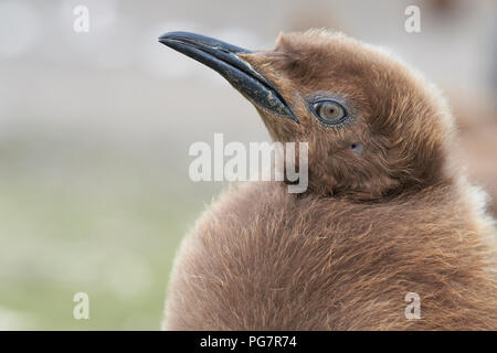 Jeune Manchot royal (Aptenodytes patagonicus) couverts en brun edredons moelleux au point de bénévolat dans les îles Falkland. Banque D'Images