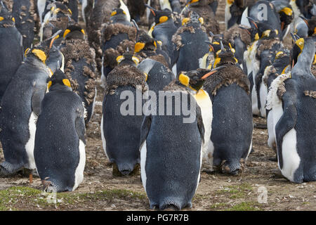 Groupe de manchots royaux (Aptenodytes patagonicus) sur les herbages de la mue chez Volunteer Point dans les îles Falkland. Banque D'Images