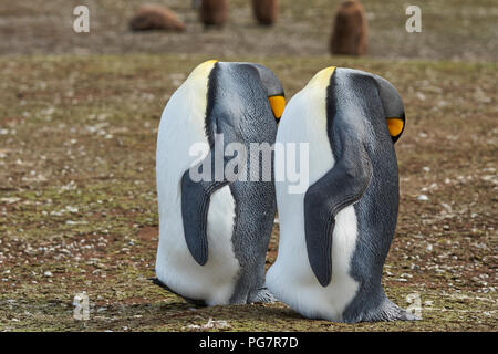 Le manchot royal (Aptenodytes patagonicus) apparaissent comme sans tête ils reste par debout avec leurs tête reposant sur leur flanc aux îles Falkland Banque D'Images