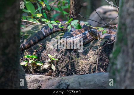 La couleuvre brune / nonvenomous rhizodontiformes au soleil sur un journal dans un marécage - Shalotte en Caroline du Nord États-Unis - pas un cottonmouth / mocassin d'eau Banque D'Images