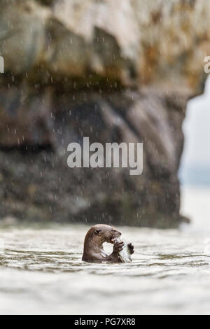 Homme seul à revêtement lisse fraîchement pêchés de la loutre de mer manger sous la pluie, à Singapour Banque D'Images