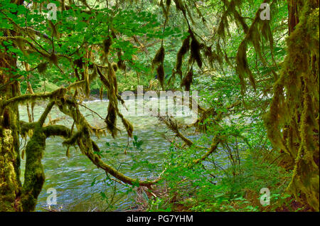 McKenzie River dans l'Oregon. Banque D'Images